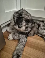 Mini multigen goldendoodle Mollie ready this Friday!, a female Goldendoodle for sale in Easley, SC – 4 of 7