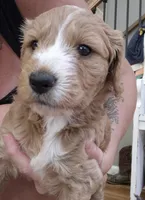 Mini multigen goldendoodle Ginger, a female Miniature Goldendoodle for sale in Easley, SC – 3 of 7