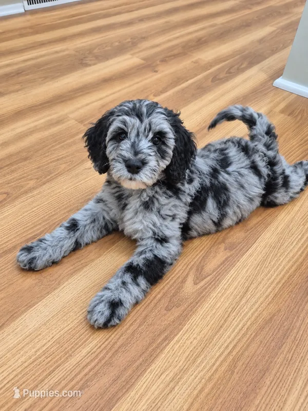 Mini multigen goldendoodle Lilly Ready this weekend! – Goldendoodle puppy for sale in Easley, SC