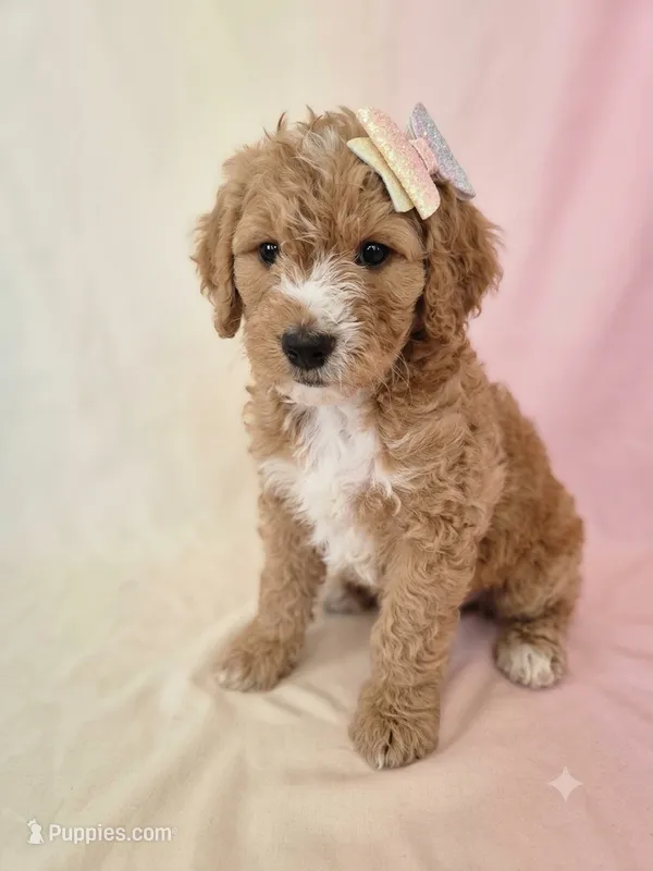 Ginger – Miniature Goldendoodle puppy for sale in Easley, SC