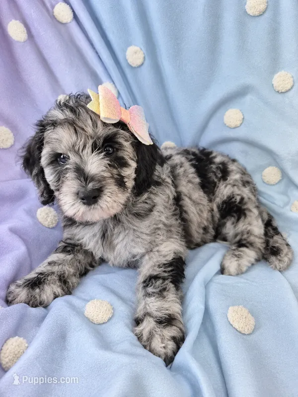 Mini multigen goldendoodle Lilly – Miniature Goldendoodle puppy for sale in Easley, SC