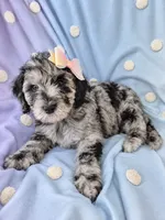 Mini multigen goldendoodle Lilly, a female Miniature Goldendoodle for sale in Easley, SC – 1 of 5
