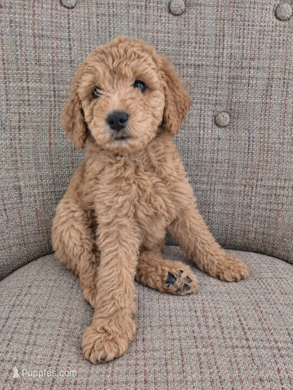 Mini multigen goldendoodle Ollie – Miniature Goldendoodle puppy for sale in Easley, SC