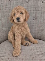 Mini multigen goldendoodle Ollie, a male Miniature Goldendoodle for sale in Easley, SC – 1 of 6