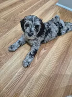 Mini multigen goldendoodle Lilly Ready this weekend!, a female Goldendoodle for sale in Easley, SC – 6 of 8