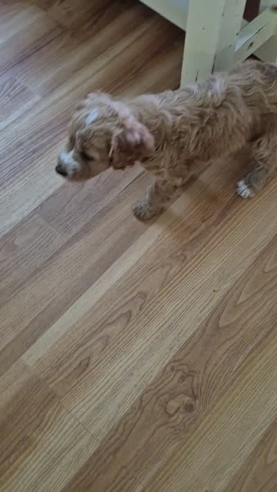 Mini multigen goldendoodle Ginger, a female Goldendoodle for sale in Easley, SC – 7 of 7