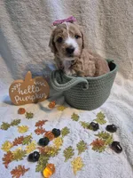 Mini multigen goldendoodle Ginger, a female Miniature Goldendoodle for sale in Easley, SC – 7 of 7