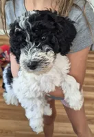Mini multigen parti goldendoodle Luna!, a female Goldendoodle for sale in Easley, SC – 2 of 10