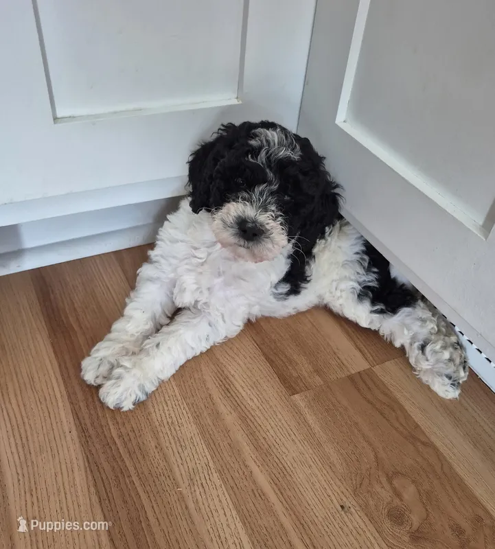 Mini multigen parti goldendoodle Luna! – Goldendoodle puppy for sale in Easley, SC