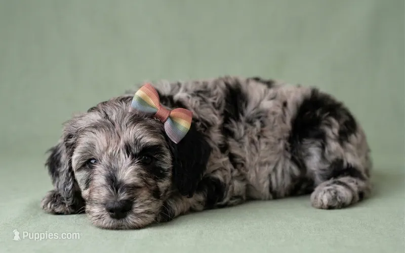 Mini multigen goldendoodle Lilly – Miniature Goldendoodle puppy for sale in Easley, SC
