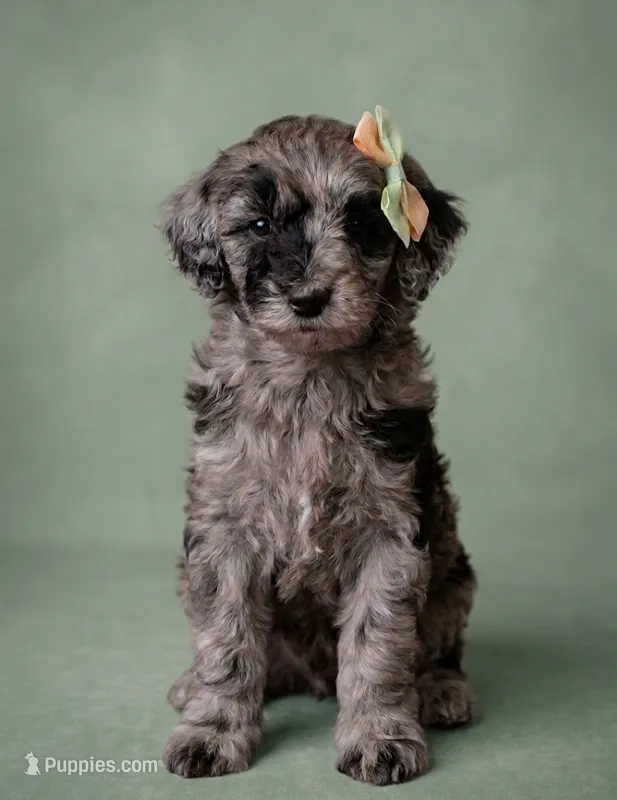 Mini multigen goldendoodle Mollie – Miniature Goldendoodle puppy for sale in Easley, SC