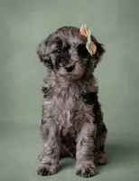 Mini multigen goldendoodle Mollie, a female Goldendoodle for sale in Easley, SC – 2 of 6