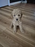 Mini multigen goldendoodle Ollie, a male Miniature Goldendoodle for sale in Easley, SC – 5 of 6