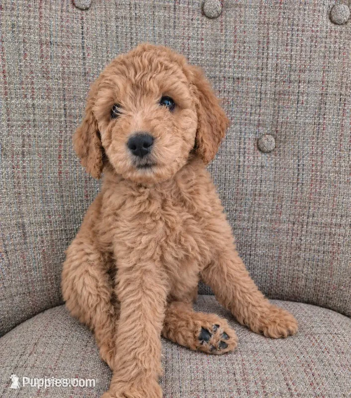 Mini multigen goldendoodle Ollie ready this Friday! – Goldendoodle puppy for sale in Easley, SC