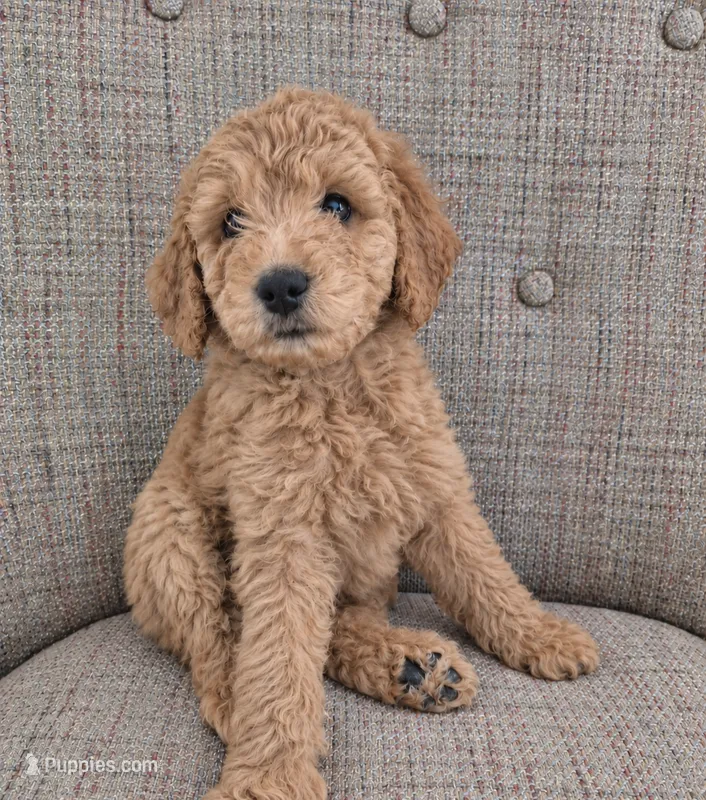 Mini multigen goldendoodle Ollie – Miniature Goldendoodle puppy for sale in Easley, SC