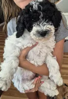 Mini multigen parti goldendoodle Luna!, a female Goldendoodle for sale in Easley, SC – 10 of 10