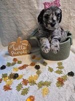 Mini multigen goldendoodle Lilly, a female Miniature Goldendoodle for sale in Easley, SC – 5 of 5