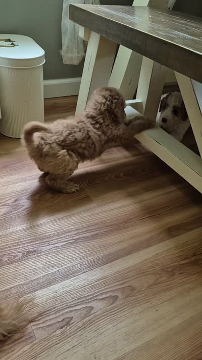 Mini multigen goldendoodle Ollie, a male Miniature Goldendoodle for sale in Easley, SC – 6 of 6