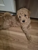 Mini multigen goldendoodle Ollie ready this Friday!, a male Goldendoodle for sale in Easley, SC – 2 of 8