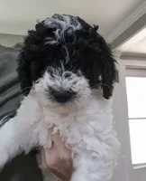 Mini multigen parti goldendoodle Luna!, a female Goldendoodle for sale in Easley, SC – 3 of 10