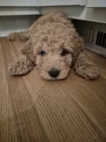 Mini multigen goldendoodle Ollie ready this Friday!, a male Goldendoodle for sale in Easley, SC – 3 of 8