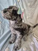 Mini multigen goldendoodle Mollie, a female Miniature Goldendoodle for sale in Easley, SC – 4 of 5