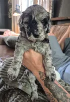 Mini multigen goldendoodle Mollie, a female Miniature Goldendoodle for sale in Easley, SC – 3 of 5