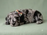 Mini multigen goldendoodle Lilly, a female Miniature Goldendoodle for sale in Easley, SC – 2 of 5