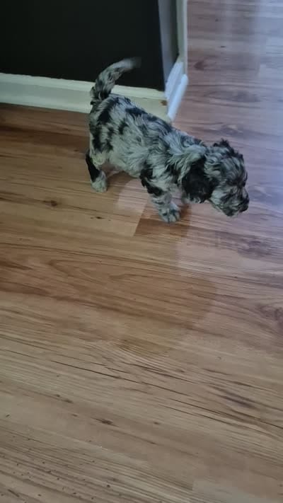Mini multigen goldendoodle Lilly, a female Goldendoodle for sale in Easley, SC – 6 of 6