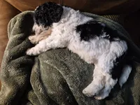 Mini multigen parti goldendoodle Luna!, a female Goldendoodle for sale in Easley, SC – 7 of 10
