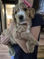 Mini multigen goldendoodle Ginger, a female Miniature Goldendoodle for sale in Easley, SC – 4 of 7