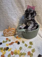 Mini multigen goldendoodle Mollie, a female Miniature Goldendoodle for sale in Easley, SC – 5 of 5