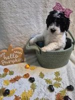 Mini multigen parti goldendoodle Luna!, a female Goldendoodle for sale in Easley, SC – 8 of 10