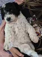 Mini multigen parti goldendoodle Luna!, a female Goldendoodle for sale in Easley, SC – 5 of 10