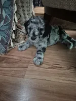 Mini multigen goldendoodle Lilly, a female Miniature Goldendoodle for sale in Easley, SC – 4 of 5