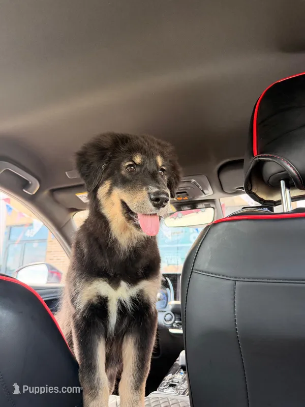 Flor – Alaskan Malamute, Golden Retriever puppy for sale in West Babylon, NY