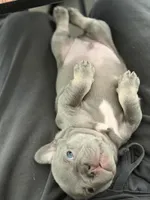 Coco, a male French Bulldog for sale in Brooklyn, NY – Photo 2 of 3