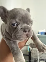 Coco, a male French Bulldog for sale in Brooklyn, NY – Photo 3 of 3