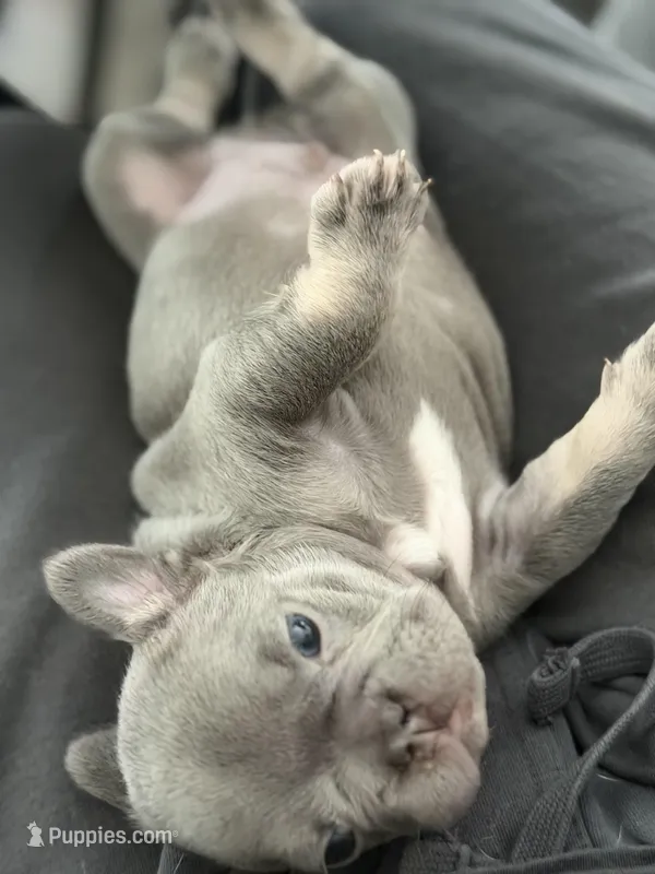 Coco – French Bulldog puppy for sale in Brooklyn, NY