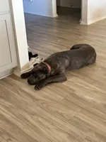 Athena, a female Cane Corso for sale in Dallas, TX – Photo 2 of 4