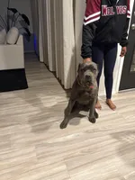 Athena, a female Cane Corso for sale in Dallas, TX – Photo 4 of 4