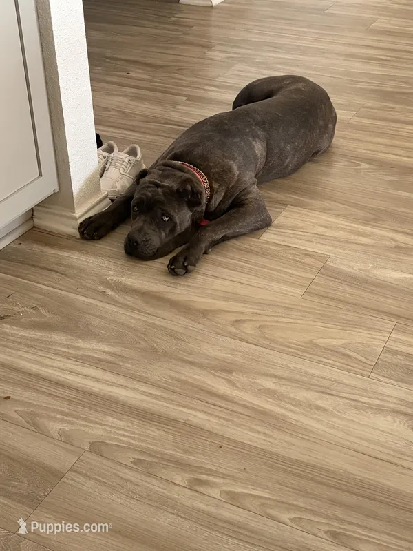 Athena – Cane Corso puppy for sale in Dallas, TX