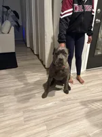 Athena, a female Cane Corso for sale in Dallas, TX – Photo 3 of 4