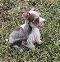 Parti Toy Schnauzer, a male Miniature Schnauzer for sale in Percival, IA – Photo 2 of 5
