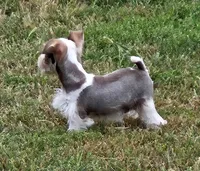 Parti Toy Schnauzer, a male Miniature Schnauzer for sale in Percival, IA – Photo 3 of 5