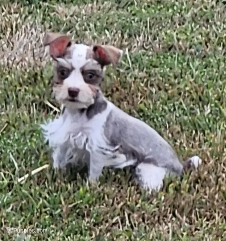 Parti Toy Schnauzer
