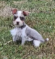 Parti Toy Schnauzer, a male Miniature Schnauzer for sale in Percival, IA – Photo 1 of 5