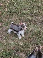 Parti Toy Schnauzer, a male Miniature Schnauzer for sale in Percival, IA – Photo 5 of 5
