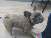 Big Ben, a male French Bulldog for sale in Percival, IA – Photo 1 of 3