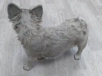 Big Ben, a male French Bulldog for sale in Percival, IA – Photo 3 of 3